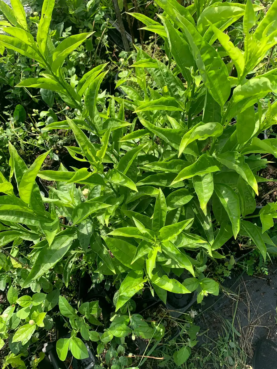 Night Blooming Jasmine Live Plant (Cestrum Nocturnum) 12in Tall in 4in Pot - Image 3