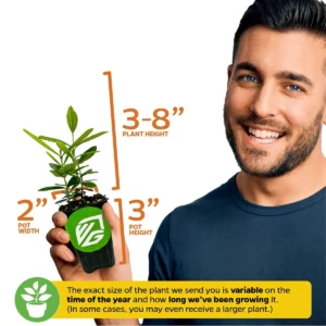 Night Blooming Jasmine Live Plant - Cestrum nocturnum - Fragrant Vine - Image 3