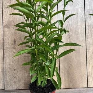 Night Blooming Jasmine Live Plant - Cestrum nocturnum in 6 inch Pot - Image 3