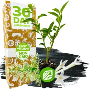 Night Blooming Jasmine Live Plant - Cestrum nocturnum - Fragrant Vine - Image 1