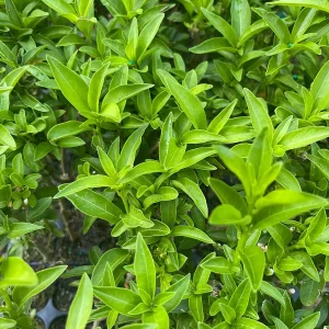 Night Blooming Jasmine Live Plant (Cestrum nocturnum) – Fragrant Outdoor Shrub 5-7 inches tall - Image 4