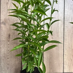 Night Blooming Jasmine Live Plant - Cestrum nocturnum in 6 inch Pot - Image 4