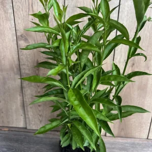 Night Blooming Jasmine Live Plant - Cestrum nocturnum in 6 inch Pot - Image 5