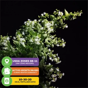 Night Blooming Jasmine Live Plant - Cestrum nocturnum - Fragrant Vine - Image 5