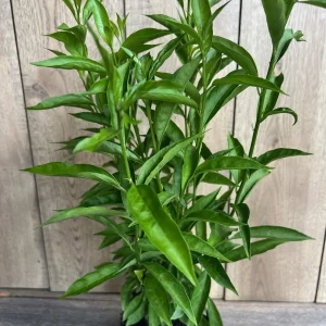 Night Blooming Jasmine Live Plant - Cestrum nocturnum in 6 inch Pot - Image 6