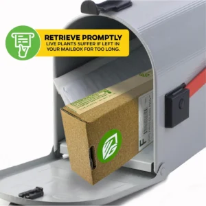 Night Blooming Jasmine Live Plant - Cestrum nocturnum - Fragrant Vine - Image 6