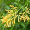 Night Blooming Jasmine Live Plant (Cestrum Nocturnum) 12in Tall in 4in Pot - Image 1