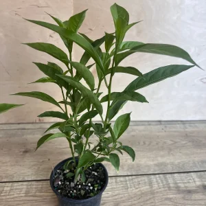 Night Blooming Jasmine Live Plant - Cestrum nocturnum in 4 inch Pot - Image 8