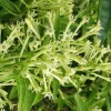 Night Blooming Jasmine Live Plant - Cestrum nocturnum in 4 inch Pot - Image 1