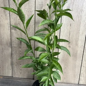 Night Blooming Jasmine Live Plant - Cestrum nocturnum in 6 inch Pot - Image 8