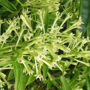 Night Blooming Jasmine Live Plant - Cestrum nocturnum in 4 inch Pot - Image 1