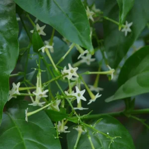 Night Blooming Jasmine Live Plant – Fragrant Cestrum Nocturnum – 4-Inch Pot - Image 3