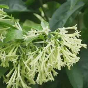 Night Blooming Jasmine Live Plant – Fragrant Cestrum Nocturnum – 4-Inch Pot - Image 1