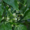 Night Blooming Jasmine Live Plant (Half Gallon Pot) – Fragrant Flower – Cestrum Nocturnum - Image 1