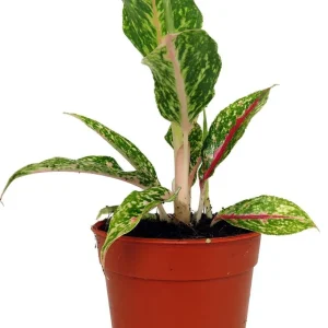 Night Sparkle Chinese Evergreen Live Plant - Aglaonema - 4 Inch Pot - Indoor - Image 1