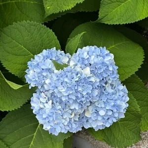 Nikko Blue Hydrangea Bare Root Plant - 5 Healthy Roots for Vibrant Blue Blooms - Image 3