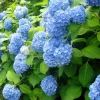 Nikko Blue Hydrangea Bare-Root Plants - 25 Pack, 6-12 inches tall, Outdoor Flowering Shrub - Image 1