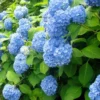 Nikko Blue Hydrangea Bare-Root Plants - 25 Pack, 6-12'' Tall, Outdoor Flowering Shrub - Image 1