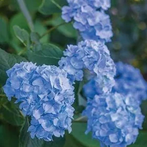 Nikko Blue Hydrangea Bare-Root Plants - 25 Pack, 6-12'' Tall, Outdoor Flowering Shrub - Image 2