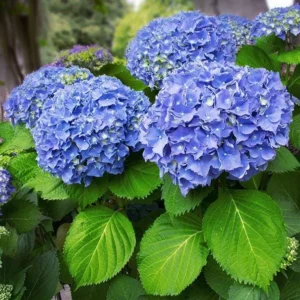 Nikko Blue Hydrangea Bare-Root Plants - 25 Pack, 6-12'' Tall, Outdoor Flowering Shrub - Image 3
