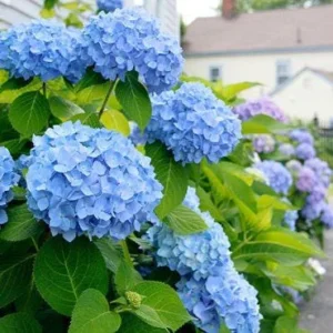 Nikko Blue Hydrangea Bare-Root Plants - 25 Pack, 6-12'' Tall, Outdoor Flowering Shrub - Image 4