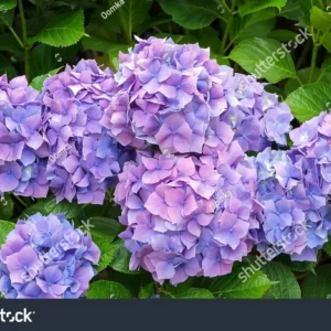 Nikko Blue Hydrangea Bare-Root Plants - 25 Pack, 6-12'' Tall, Outdoor Flowering Shrub - Image 5