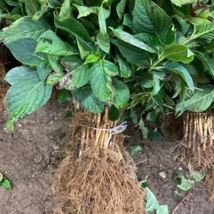 Nikko Blue Hydrangea Bare-Root Plants - 25 Pack, 6-12'' Tall, Outdoor Flowering Shrub - Image 6