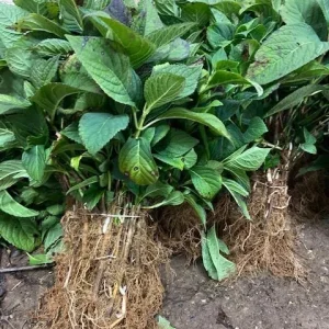 Nikko Blue Hydrangea Bare-Root Plants - 25 Pack, 6-12 inches tall, Outdoor Flowering Shrub - Image 7