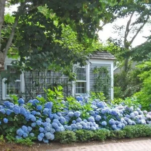 Nikko Blue Hydrangea Live Plant - 1 Gallon Pot - Outdoor Shrub - USDA Zones 6-9 - Image 2