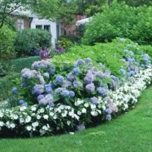 Nikko Blue Hydrangea Live Plant - 1 Gallon Pot - Outdoor Shrub - USDA Zones 6-9 - Image 3
