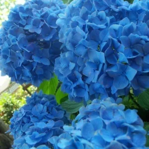 Nikko Blue Hydrangea Live Plant - 1 Gallon Pot - Outdoor Shrub - USDA Zones 6-9 - Image 1