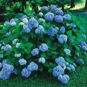 Nikko Blue Hydrangea Live Plant - 1 Gallon Pot - Outdoor Shrub - USDA Zones 6-9 - Image 4