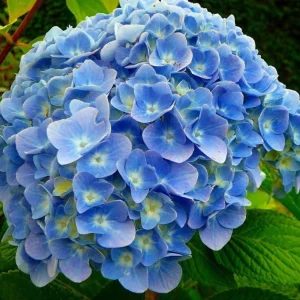 Nikko Blue Hydrangea Live Plant – 12-18" Tall in 2.5" Pot – Blue Blooms Outdoor - Image 2
