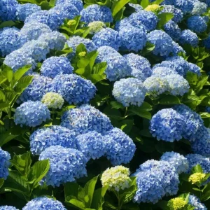 Nikko Blue Hydrangea Live Plant – 12-18" Tall in 2.5" Pot – Blue Blooms Outdoor - Image 1