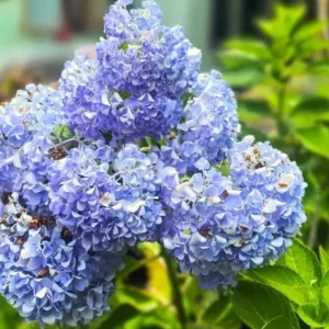 Nikko Blue Hydrangea Live Plant – 12-18
