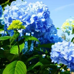 Nikko Blue Hydrangea Live Plant – 12-18