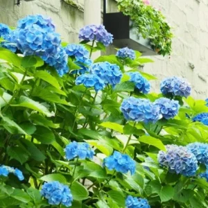 Nikko Blue Hydrangea Live Plant – 12-18