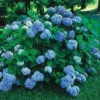 Nikko Blue Hydrangea Live Plant – 2-Pack – 2.5 inch Pot – Outdoor Shrub - Image 1