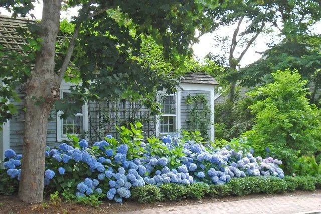 Nikko Blue Hydrangea Live Plant – 2 Rooted Cuttings 12-24 in Tall – Outdoor Shrub - Image 2