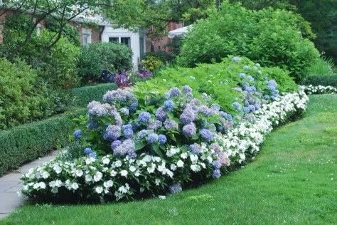 Nikko Blue Hydrangea Live Plant – 2 Rooted Cuttings 12-24 in Tall – Outdoor Shrub - Image 3