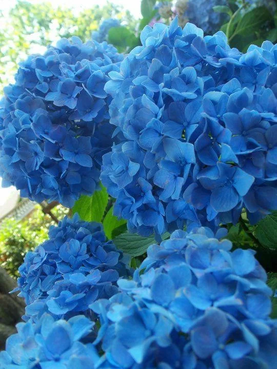 Nikko Blue Hydrangea Live Plant – 2 Rooted Cuttings 12-24 in Tall – Outdoor Shrub - Image 1