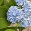 Nikko Blue Hydrangea Live Plant – 3.5 in Pot, 6-14 in Height – Deciduous Shrub - Image 1