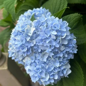 Nikko Blue Hydrangea Live Plant – 3.5 in Pot, 6-14 in Tall – Outdoor Shrub - Image 2
