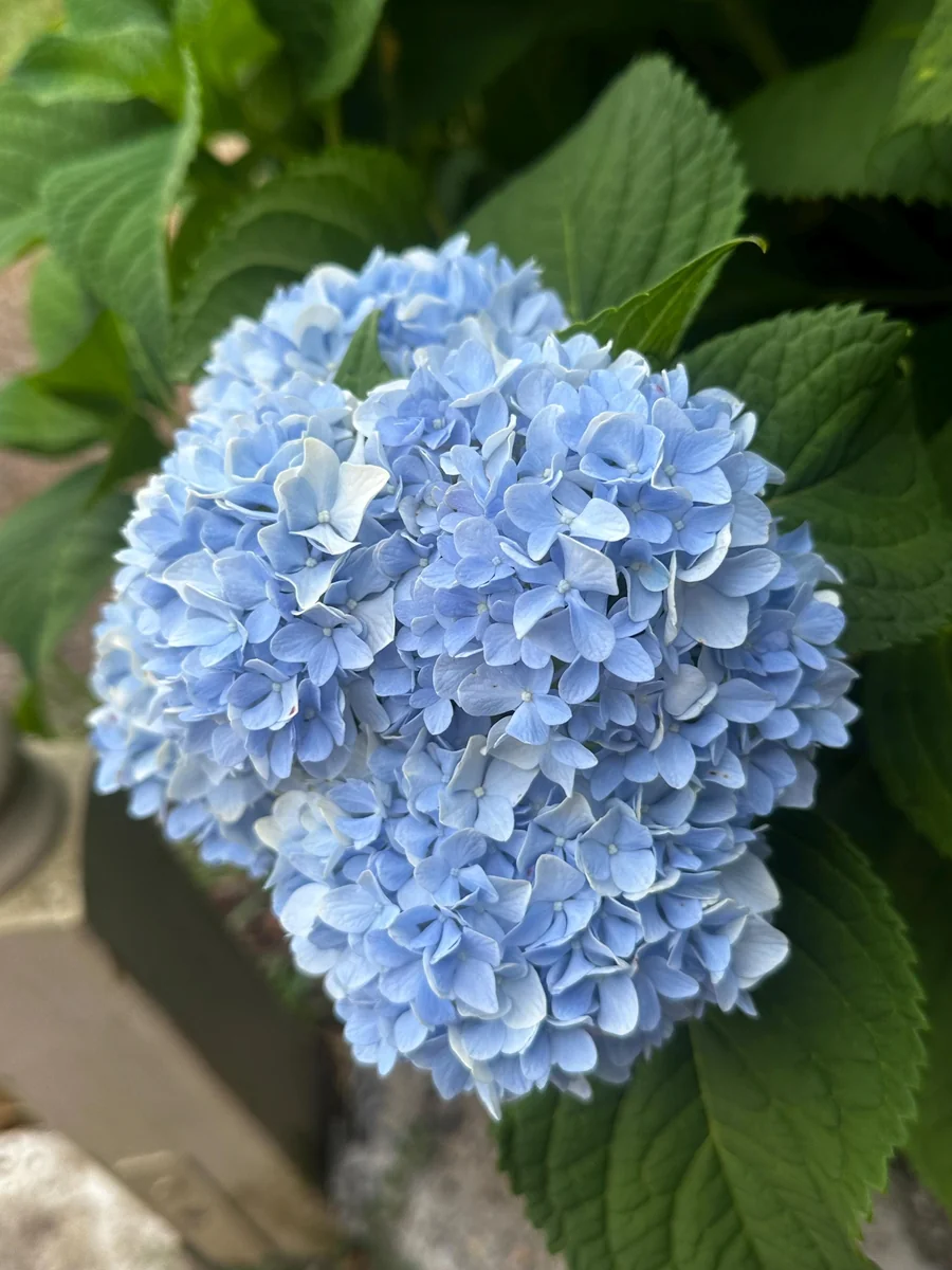 Nikko Blue Hydrangea Live Plant – 3.5 in Pot, 6-14 in Tall – Outdoor Shrub - Image 2