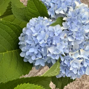 Nikko Blue Hydrangea Live Plant – 3.5 in Pot, 6-14 in Tall – Outdoor Shrub - Image 1
