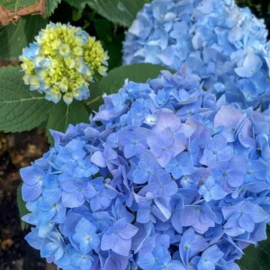 Nikko Blue Hydrangea Live Shrub – Quart Pot, 6-10