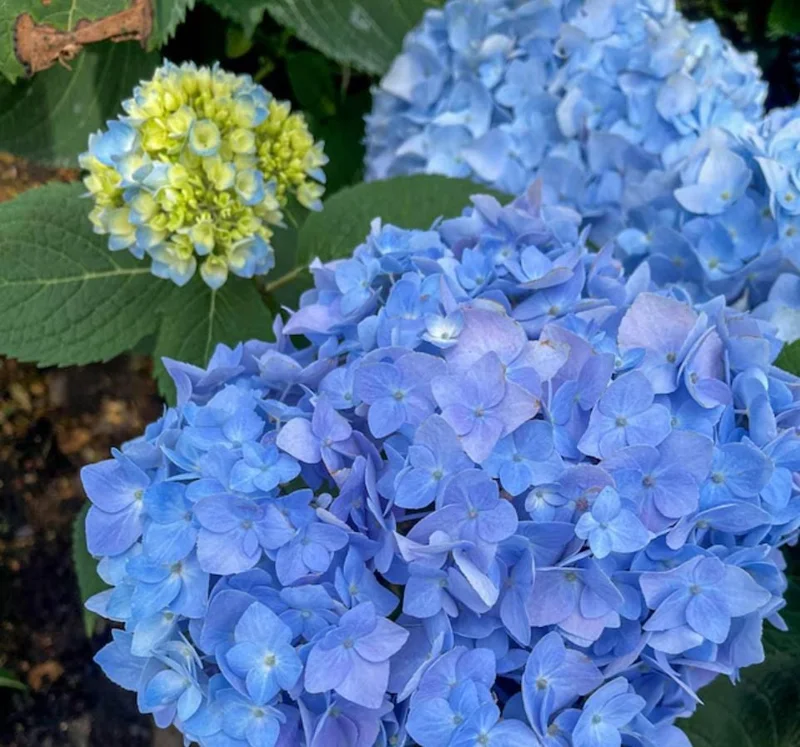 Nikko Blue Hydrangea Live Shrub – Quart Pot, 6-10" Tall – Outdoor Flowering Plant - Image 10