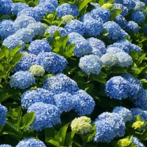 Nikko Blue Hydrangea Live Shrub – Quart Pot, 6-10