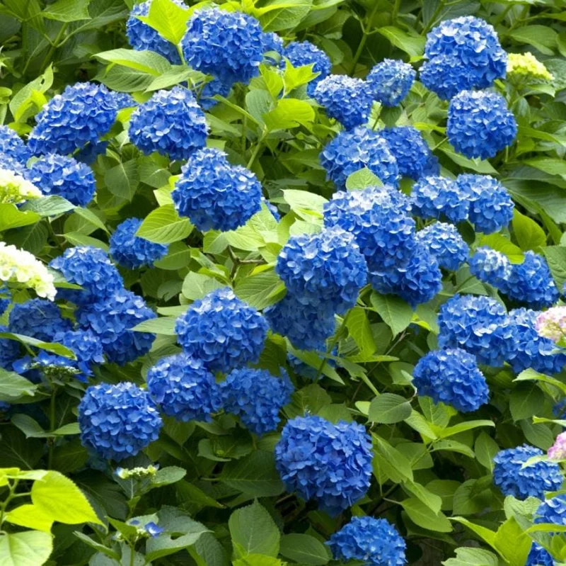Nikko Blue Hydrangea Live Shrub – Quart Pot, 6-10" Tall – Outdoor Flowering Plant - Image 5