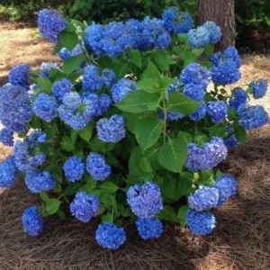 Nikko Blue Hydrangea Live Shrub – Quart Pot, 6-10